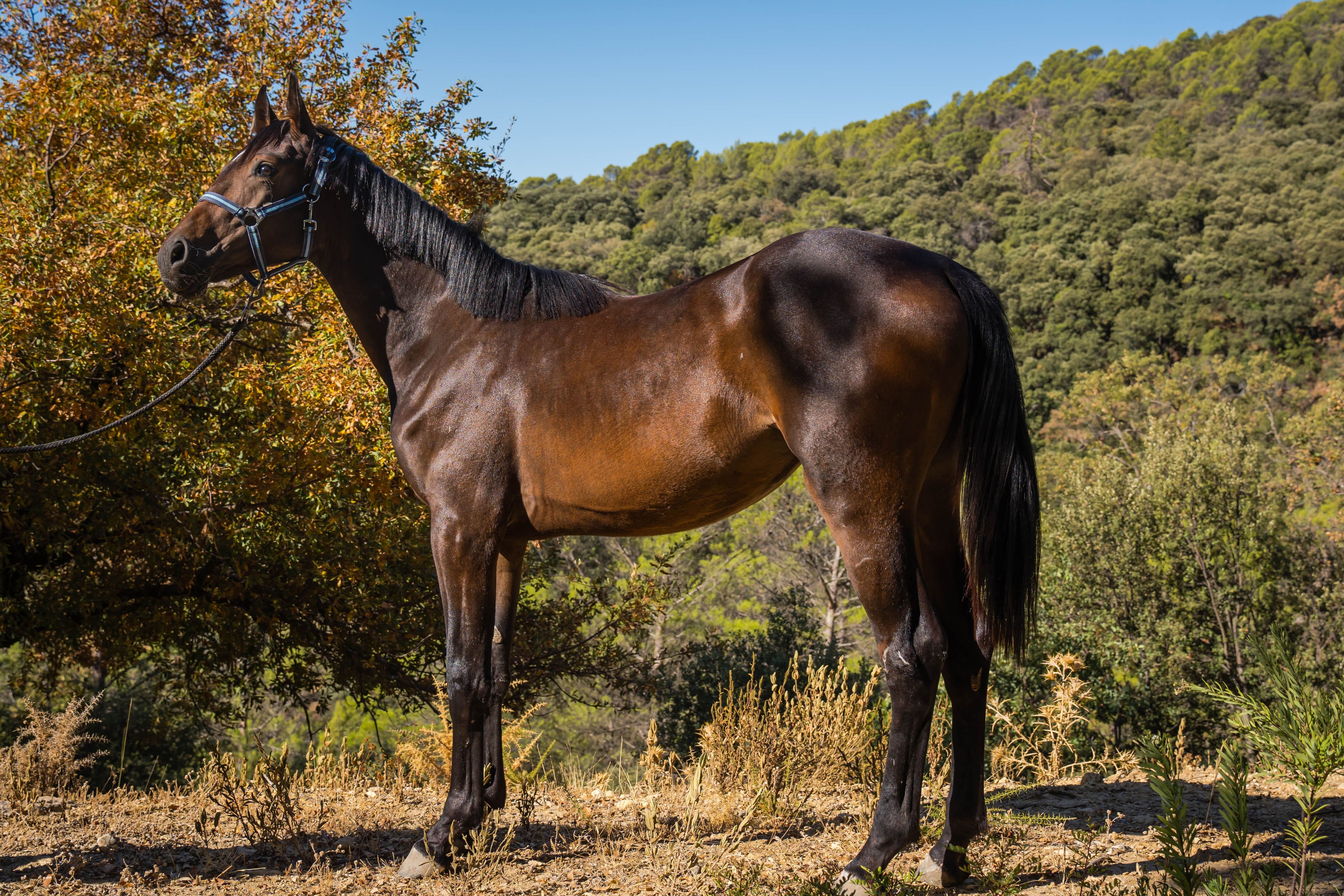 horse